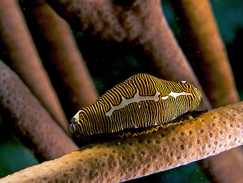 Cyphoma signatum